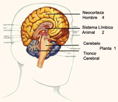 CEREBRO Y CONCIENCIA