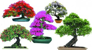 El bonsái, arte y naturaleza