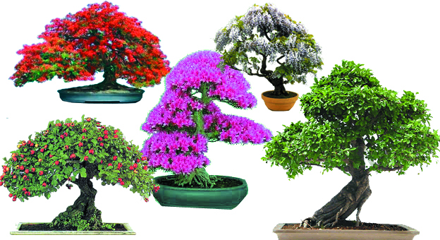 BONSAI