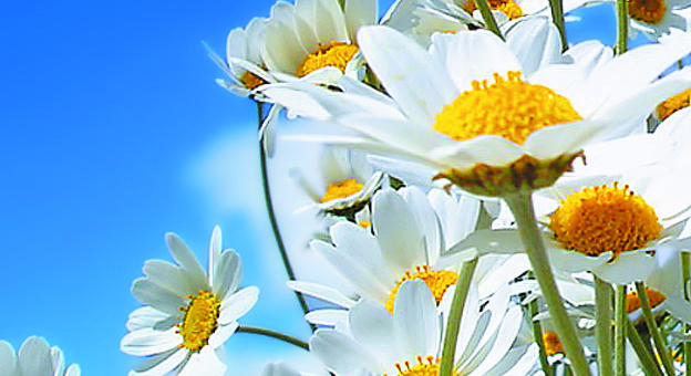 MISTICA DEL JARDIN