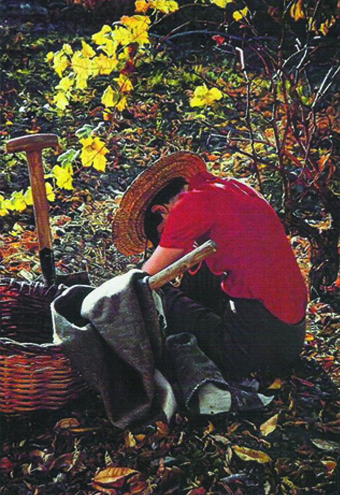 ISABEL GUERRA