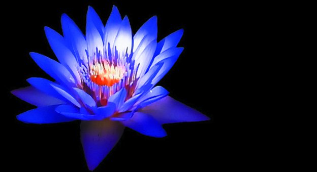 LA MISTICA FLOR DEL LOTO