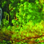 ESPIRITUS ELEMENTALES