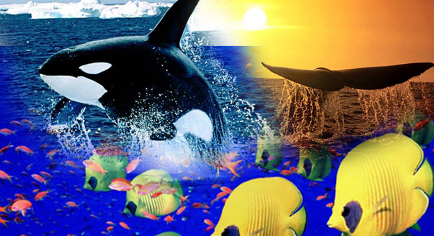 DIA MUNDIAL DE LOS OCEANOS