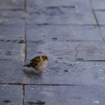 Nueva Acrópolis - pajarillo
