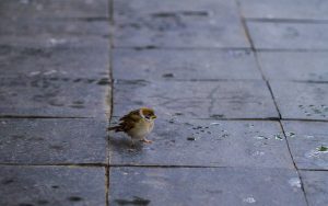 Nueva Acrópolis - pajarillo