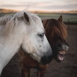 Filosofía, humor y risa