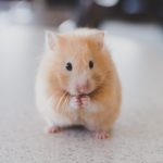 ricky-kharawala-adK3Vu70DEQ-unsplash