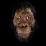 reconstruccion-facial-de-australopithecus-anamensis_NATIONAL GEOGRAPHIC