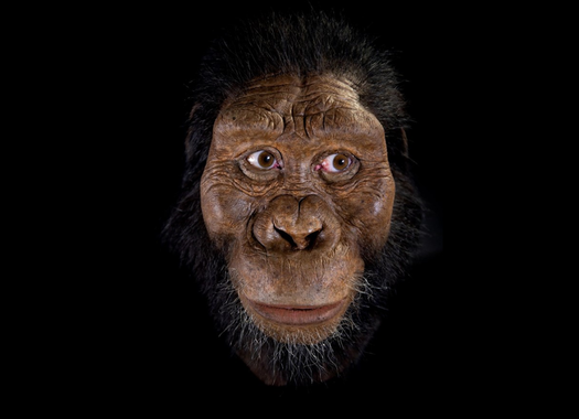 reconstruccion-facial-de-australopithecus-anamensis_NATIONAL GEOGRAPHIC
