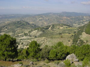 Olivares