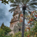 Palmera en Córdoba