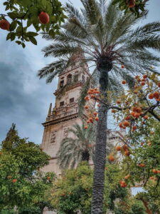 Palmera en Córdoba