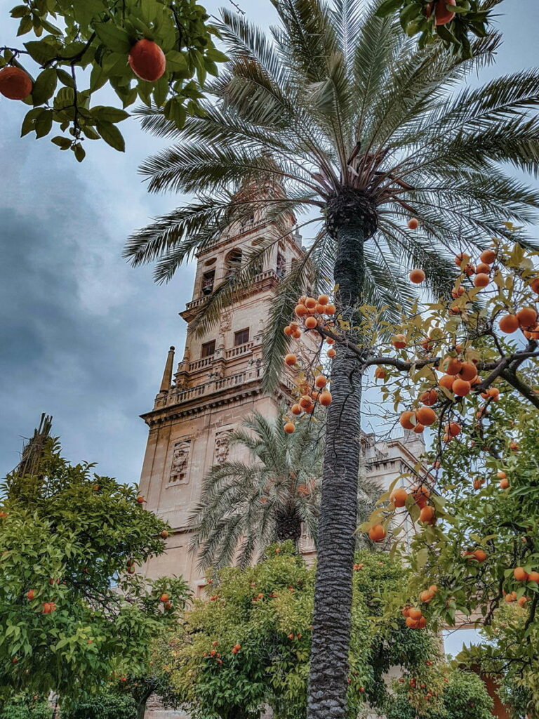 Palmera en Córdoba