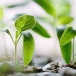 vida secreta de las plantas