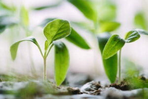 vida secreta de las plantas
